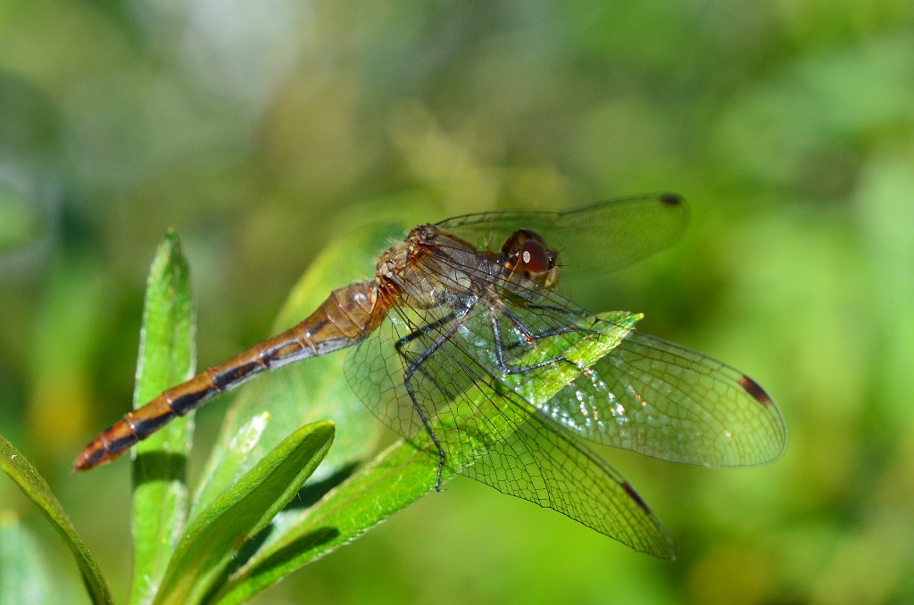 083 2011-08293891 Broad Meadow Brook, MA.JPG - Ruby or Cherry-faced Meadowhawk (Sympetrum). Broad Meadow Brook Wildlife Sanctuary, MA, 8-29-2011